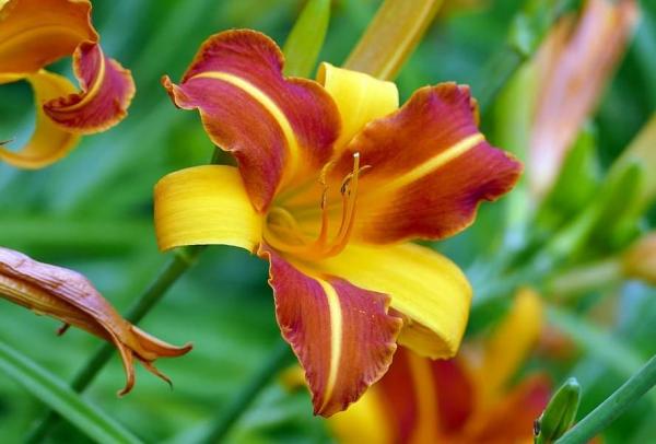 Tipos de plantas bulbosas - nombres y fotos - Lily
