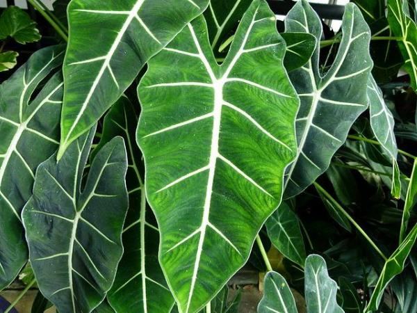 Plantas de hoja ancha para exterior e interior - 5. Taro gigante (Alocasia macrorrhizos)