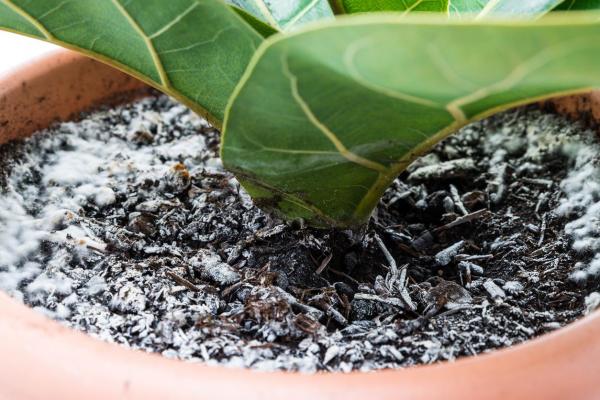 Cómo deshacerse del moho blanco en el suelo de las plantas