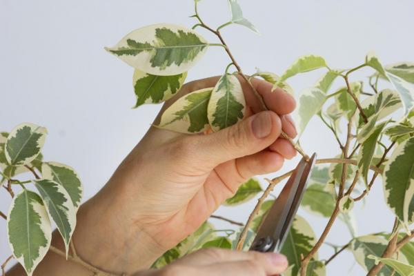 Cómo podar una higuera llorona (Ficus benjamina)
