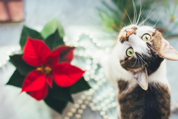 ¿La flor de pascua es tóxica para los gatos?