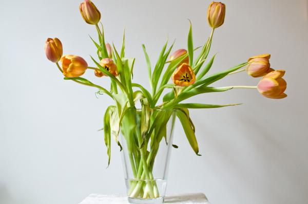 Cómo Plantar Y Cuidar Tulipanes Nosehacerlo