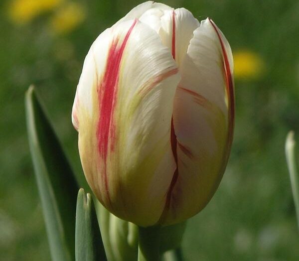 Cómo plantar y cuidar tulipanes