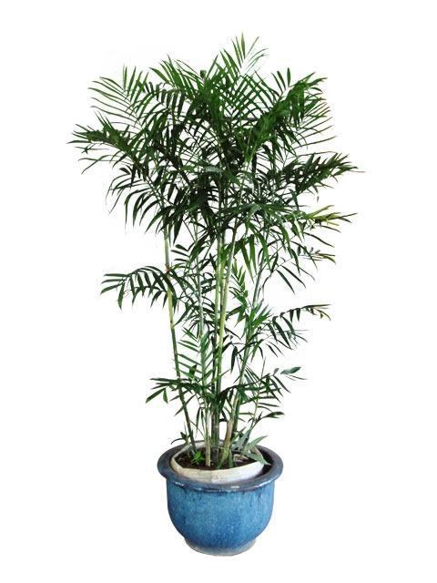 Las mejores plantas de interior para la calidad del aire: palma de bambú (Chamaedorea seifrizii)