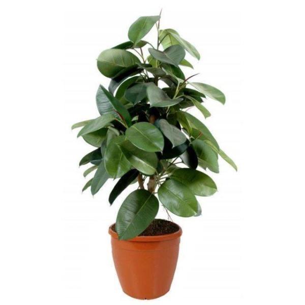 Las mejores plantas de interior para la calidad del aire - Indian Rubber Bush (Ficus elastica)