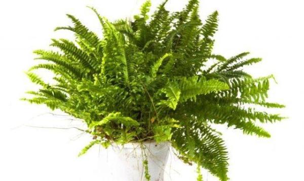 Las mejores plantas de interior para la calidad del aire: la palmera datilera pigmea (Phoenix roebelenii) y la higuera de hoja de plátano (Ficus maclellandii)
