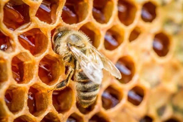 ¿Cómo hacen las abejas miel a partir del polen?