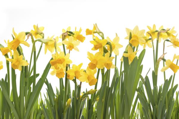 Las mejores plantas de exterior para sol parcial - Narcisos