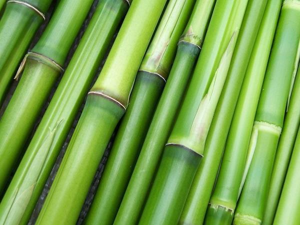 Cuáles son las mejores plantas para el baño - Bambú 
