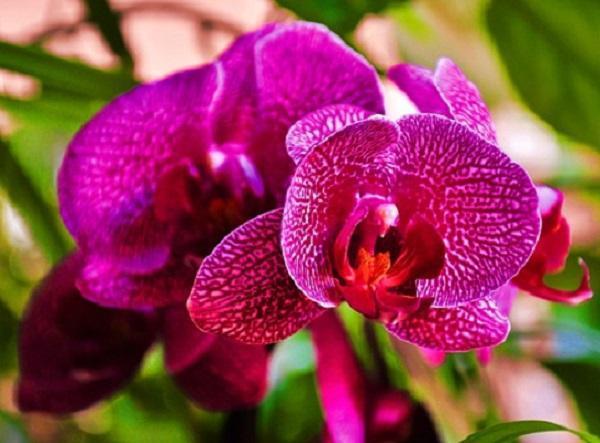 Cuáles son las mejores plantas para el baño - Orquídeas