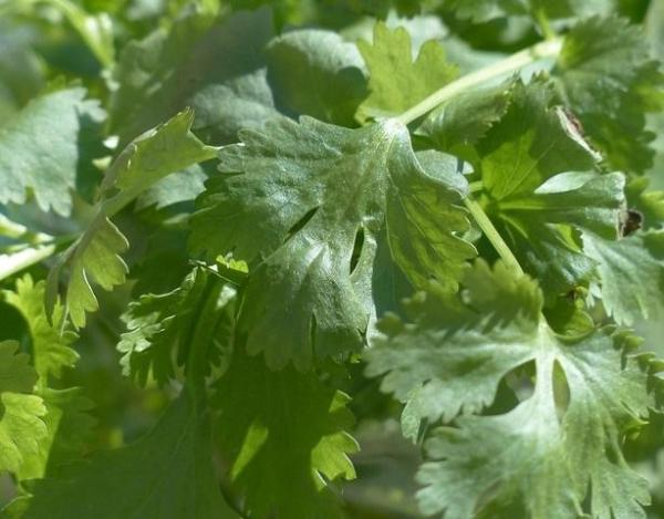 Las mejores plantas de interior aromáticas: cilantro 