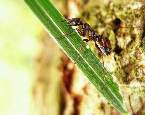 Cómo deshacerse de las hormigas en las plantas