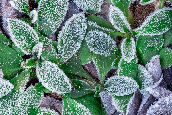 Las mejores plantas resistentes al frío para jardines y macetas
